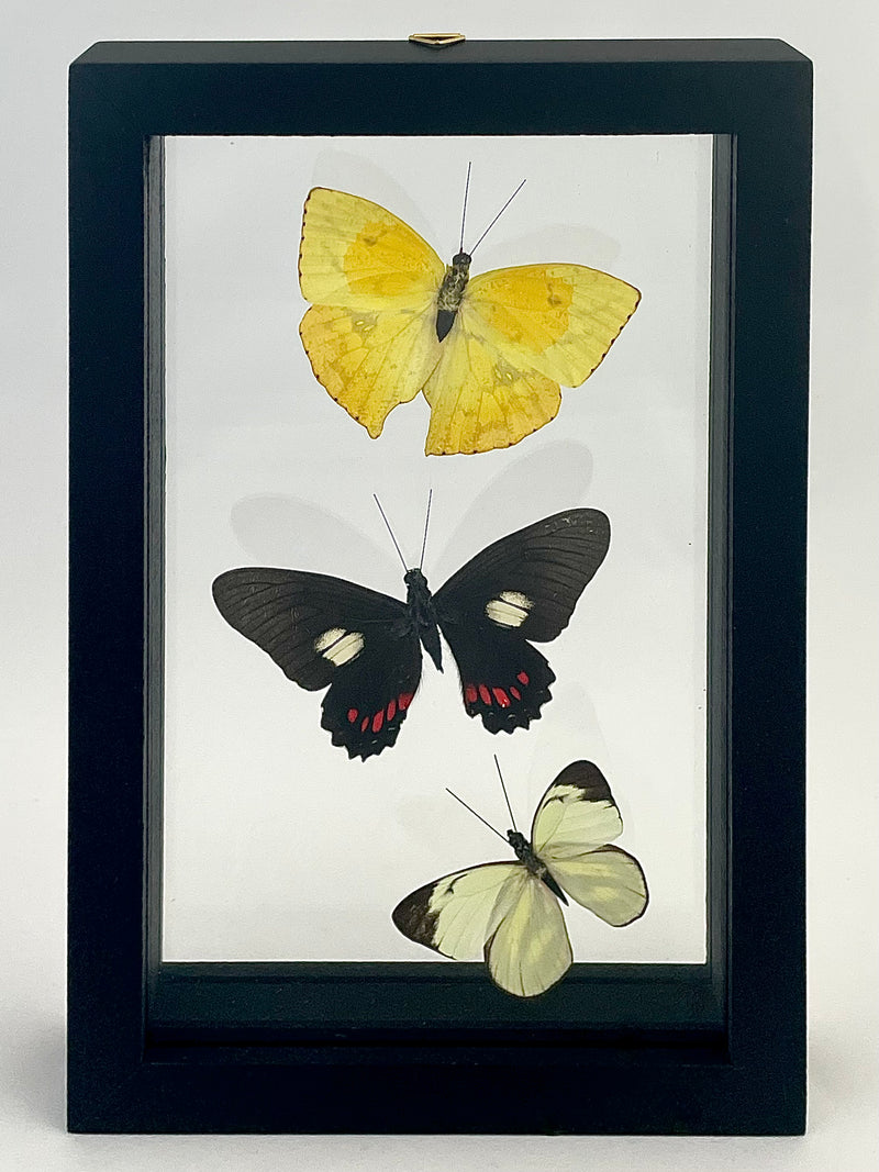 Framed Assorted Butterflies