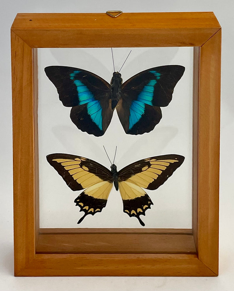 Framed Assorted Butterflies