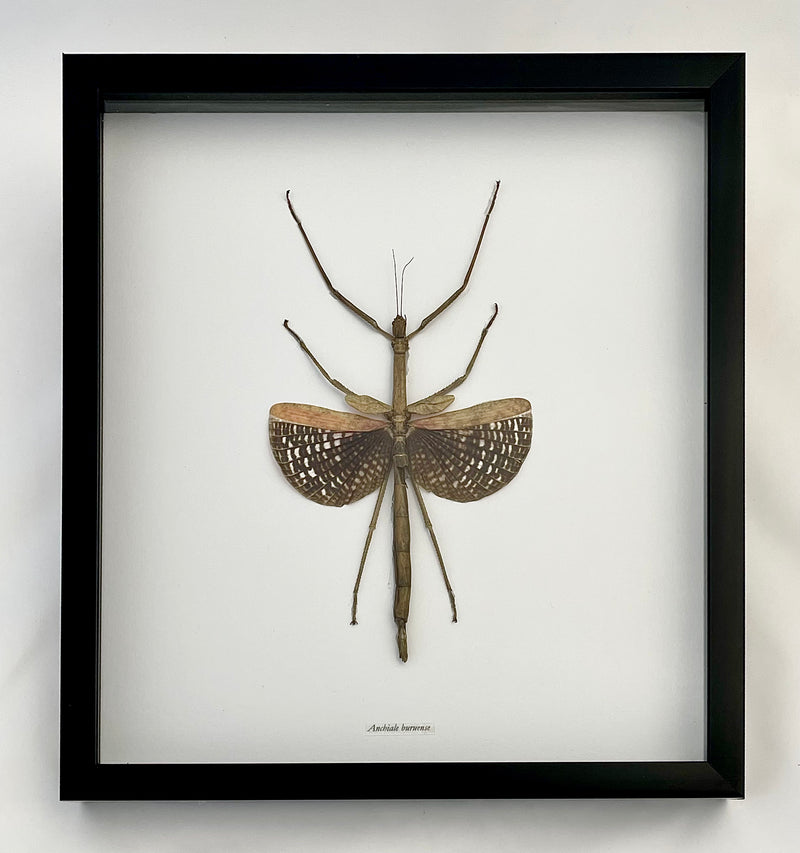 Framed Buru Stick Insect