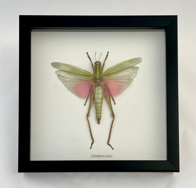 Framed Citrus Locust