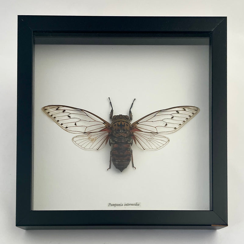 Framed Black & White Cicada