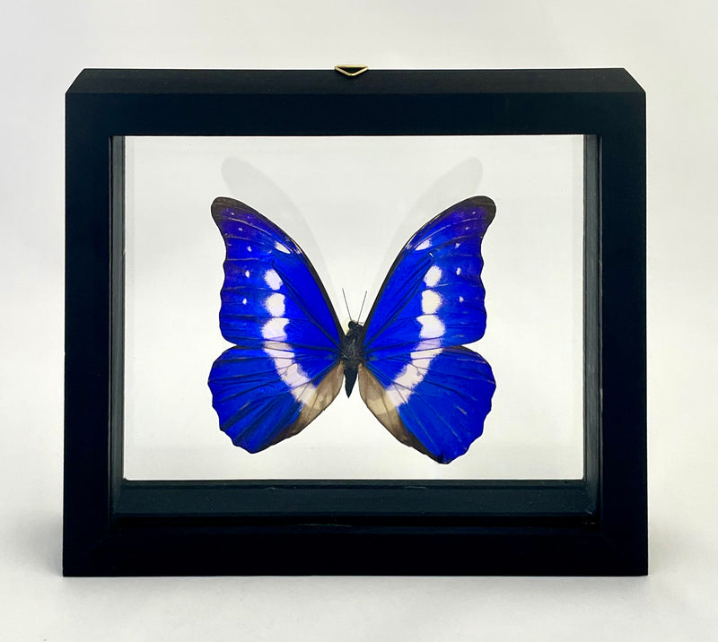 Framed Helena Morpho Butterfly