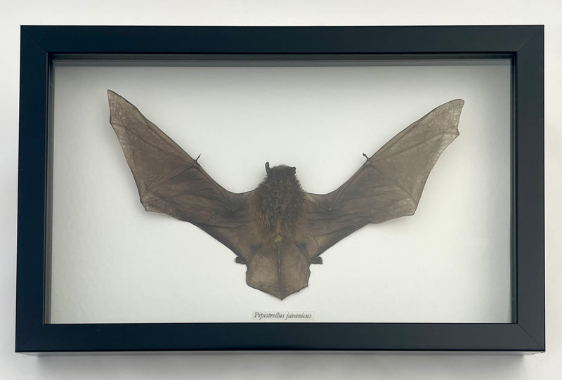 Framed Javan Pipistrelle Bat