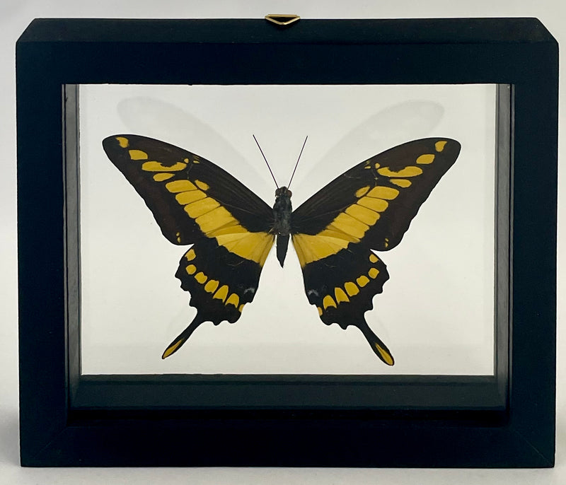 Framed King Swallowtail