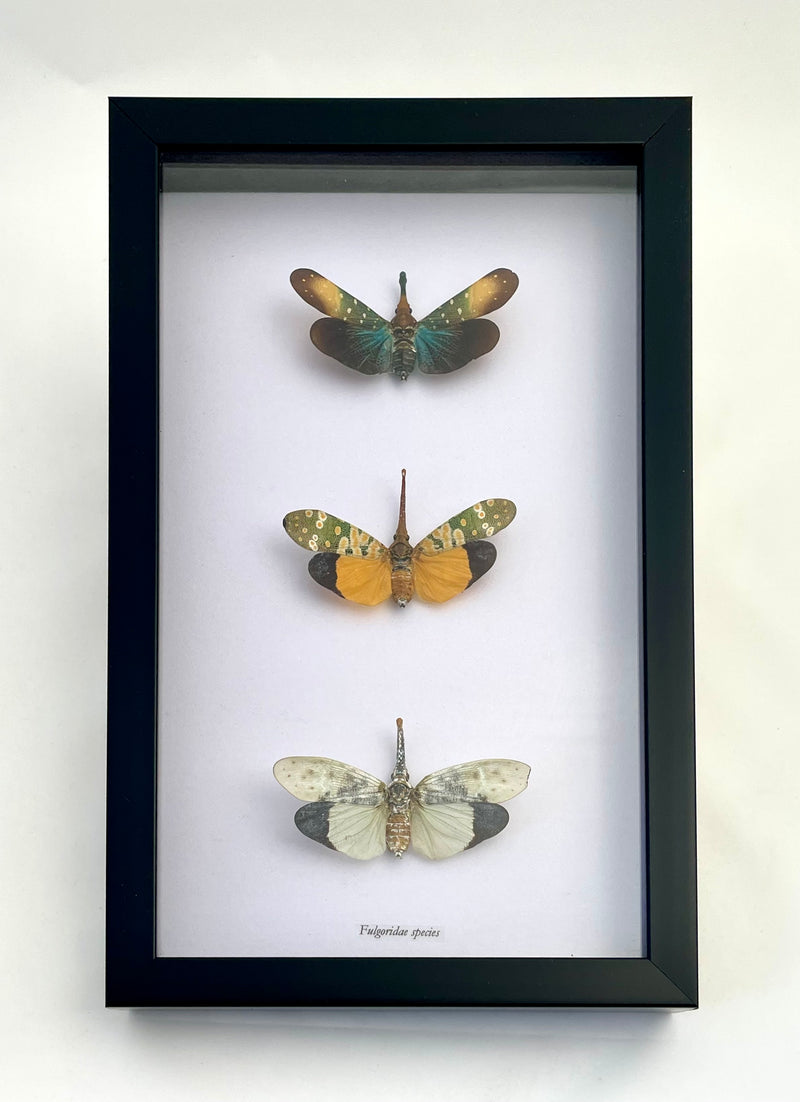 Framed Lanternflies