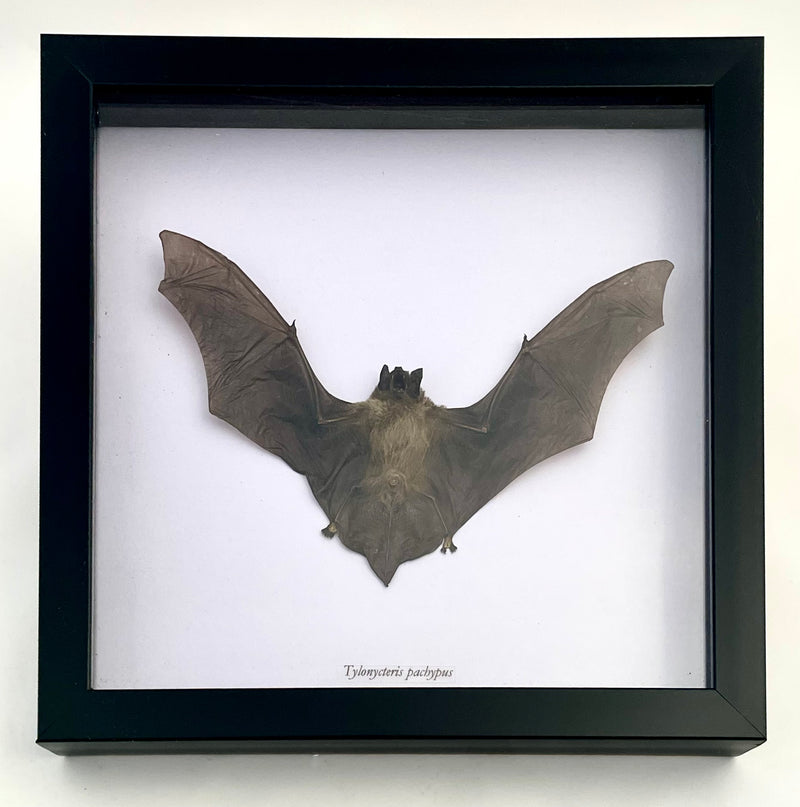 Framed Lesser Bamboo Bat