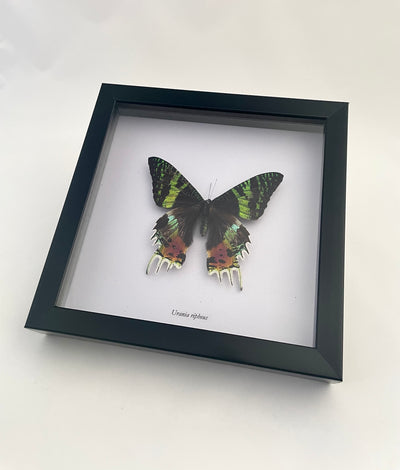 Madagascan Sunset Moth