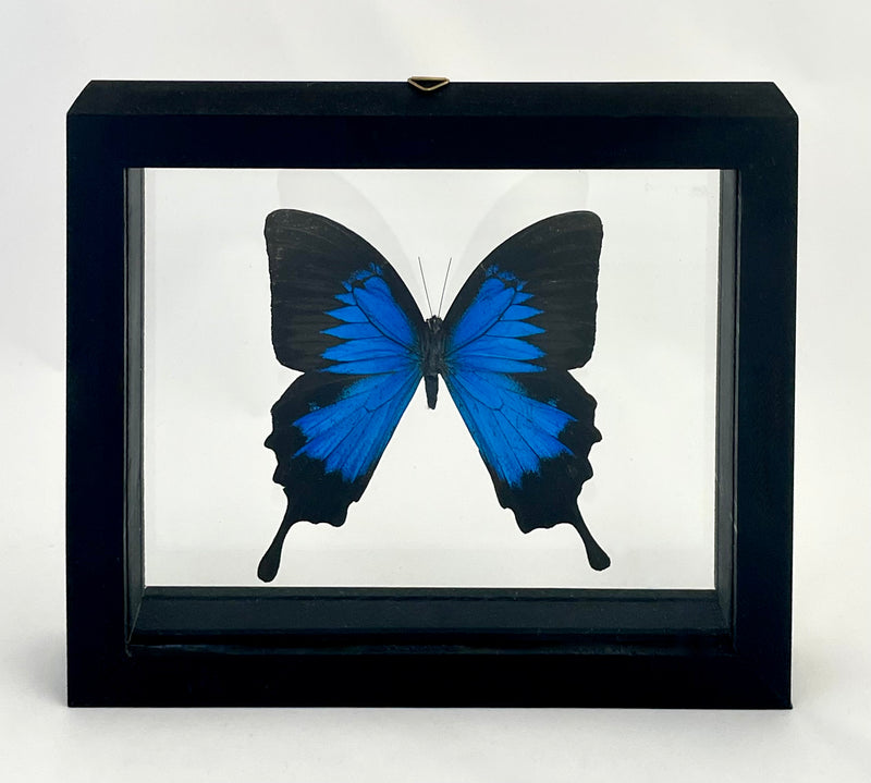 Framed Mountain Blue Swallowtail Butterfly