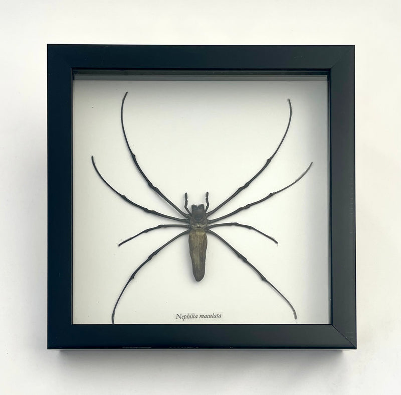 Framed Orb Weaver Spider