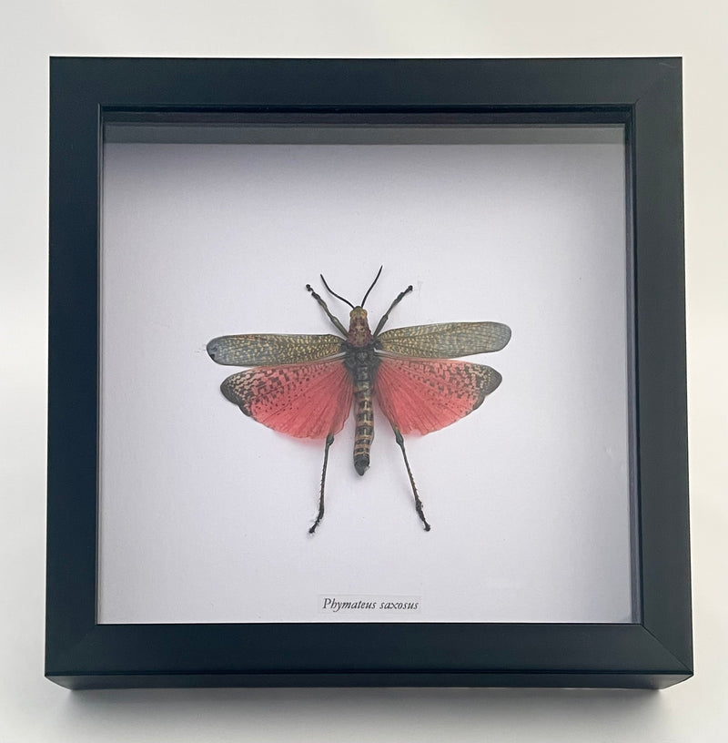 Framed Rainbow Milkweed Locust