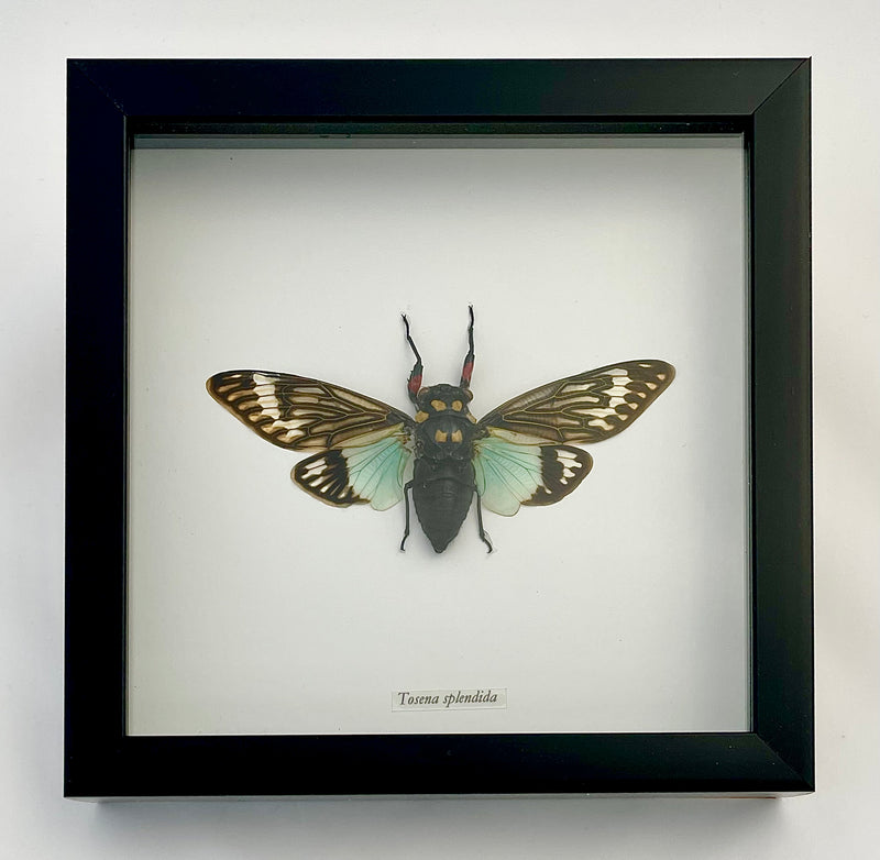 Framed Splendid Cicada