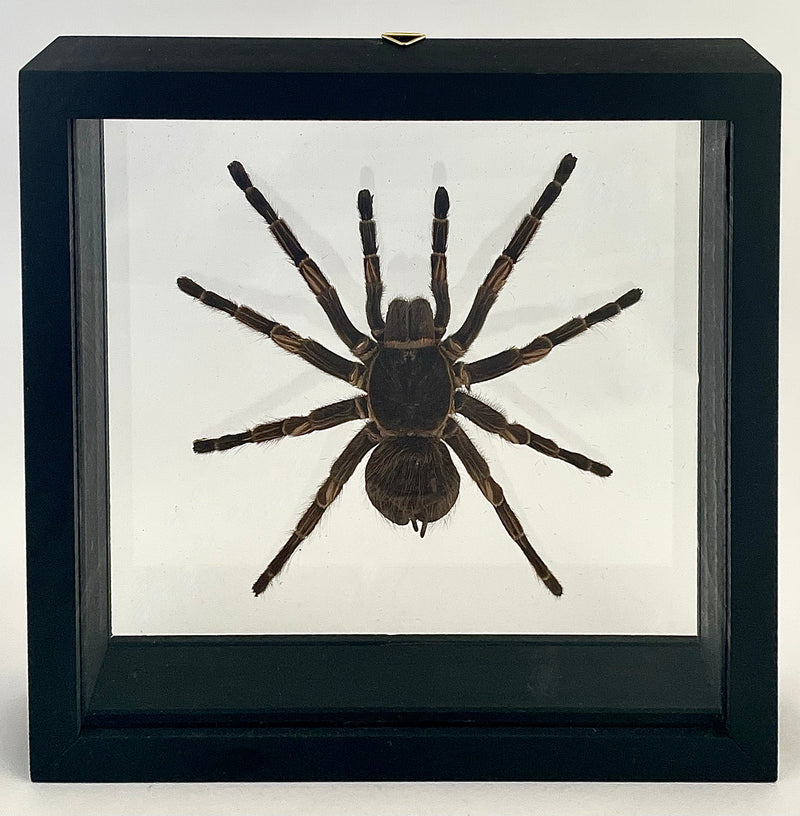 Framed Tarantula