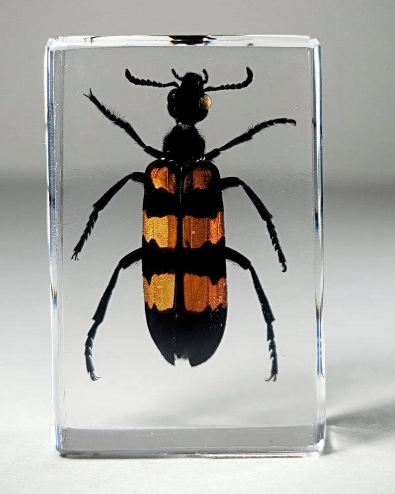 Blister Beetle in Resin