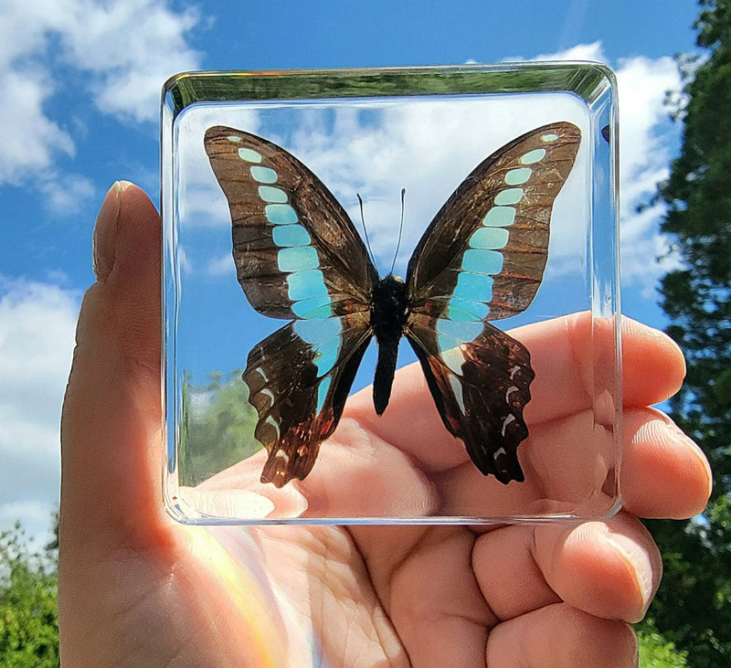 Blue Bottle Butterfly in Resin