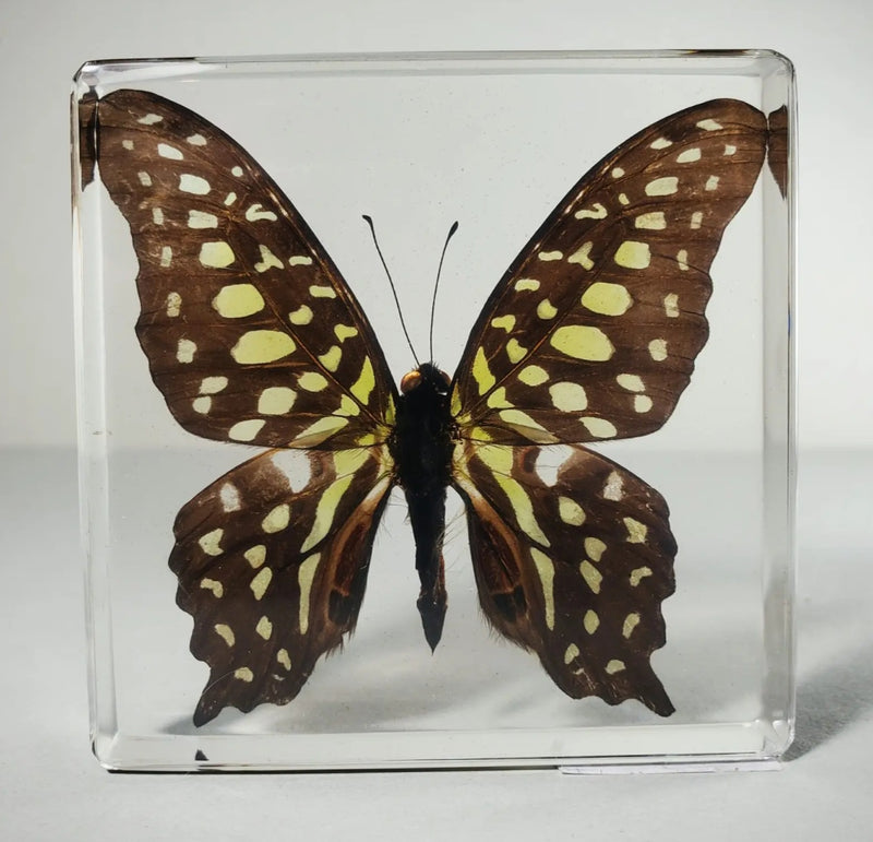 Tailed Jay Butterfly in Resin