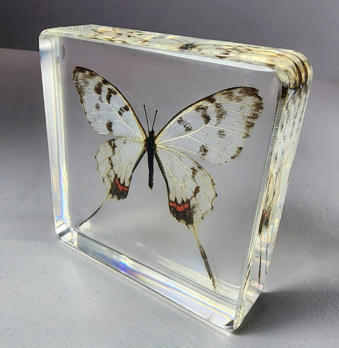 Dragon Swallowtail in Resin