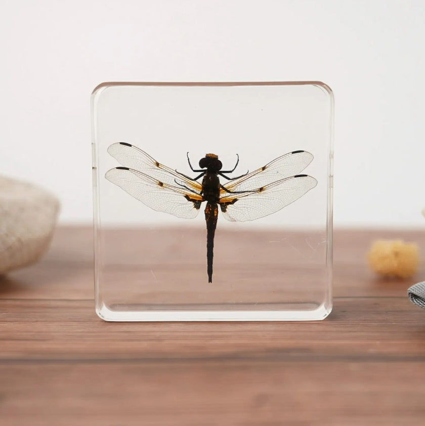 Dragonfly in Resin