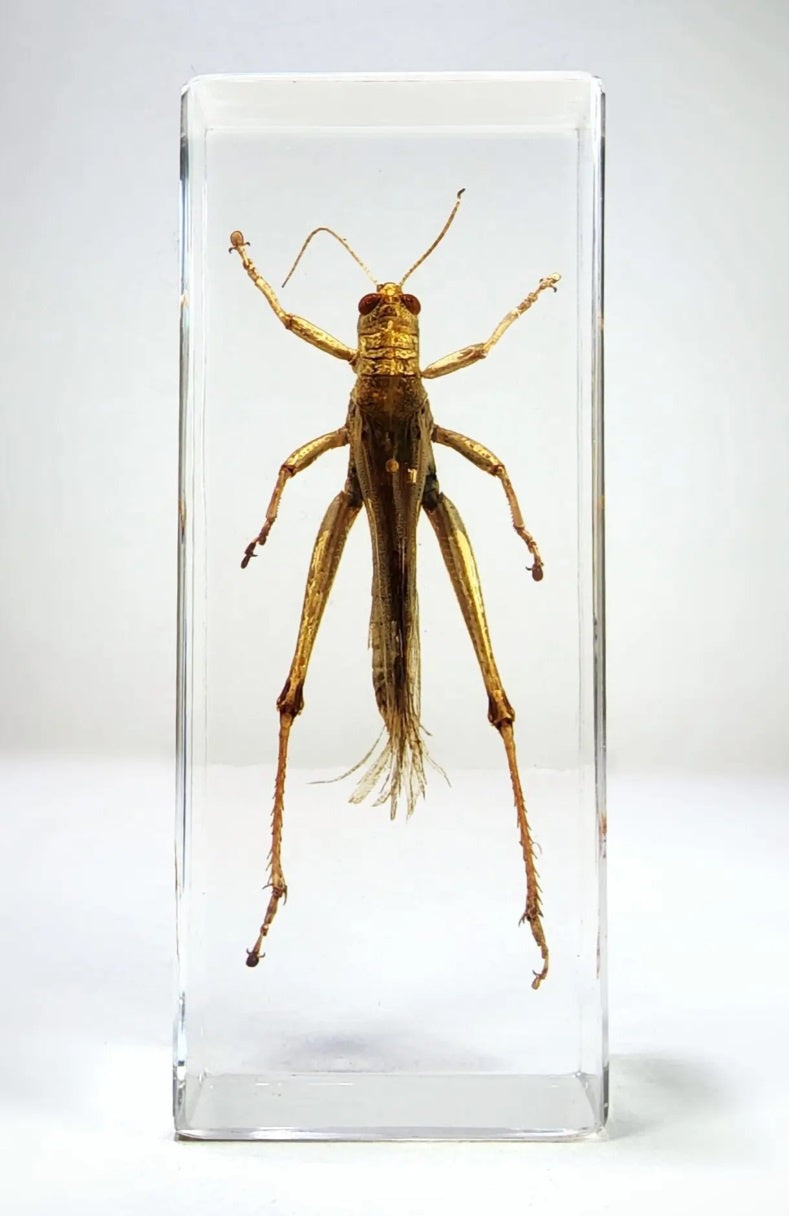 Grasshopper in Resin