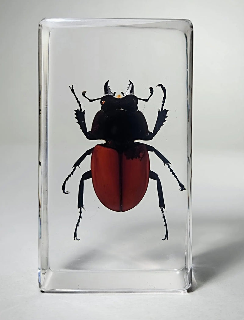 Stag Beetle in Resin