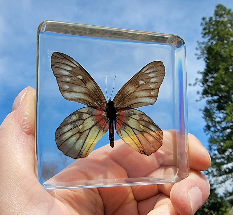Jezebel Butterfly in Resin