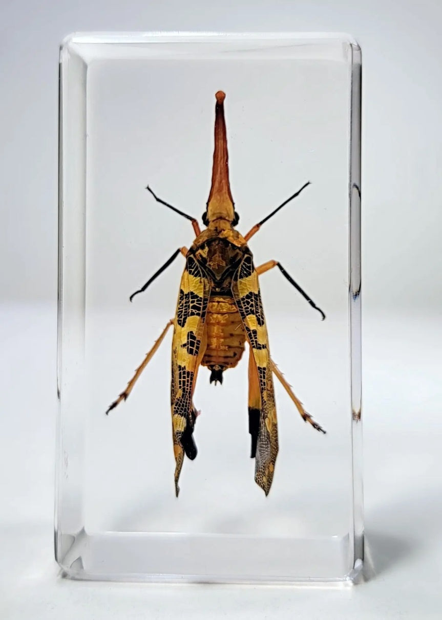 Lanternfly in Resin