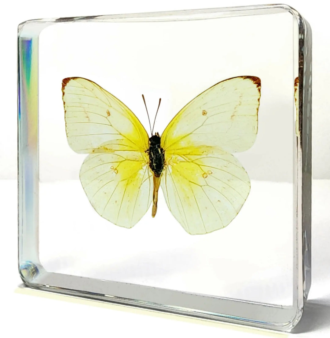 Lemon Emigrant Butterfly in Resin