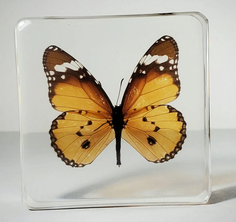 African Monarch Butterfly in Resin