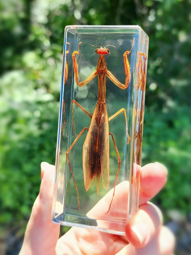 Praying Mantis in Resin