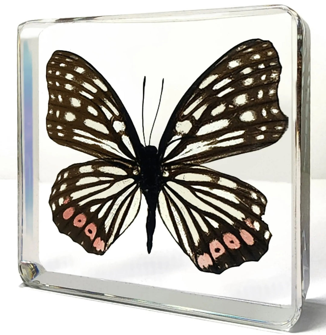 Red Ring Skirt Butterfly in Resin