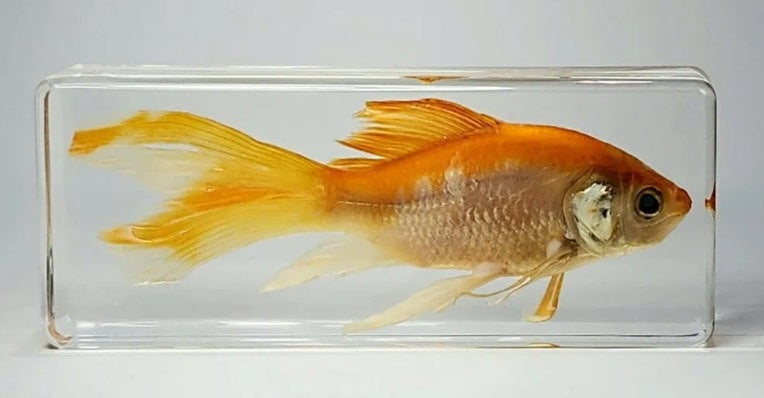 Goldfish in Resin