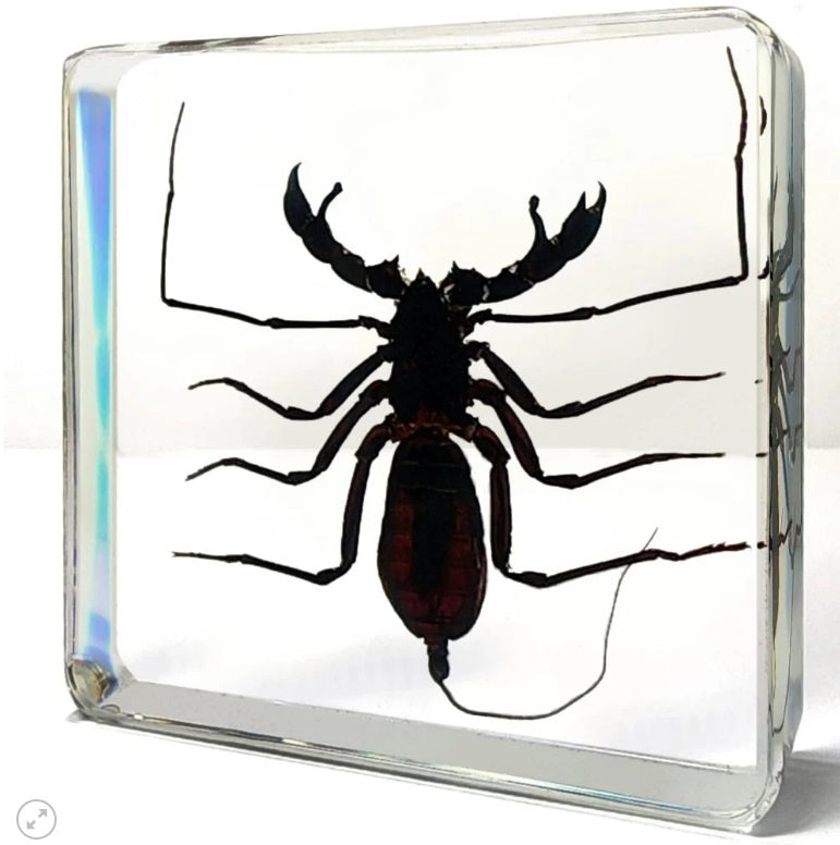 Whip Scorpion in Resin