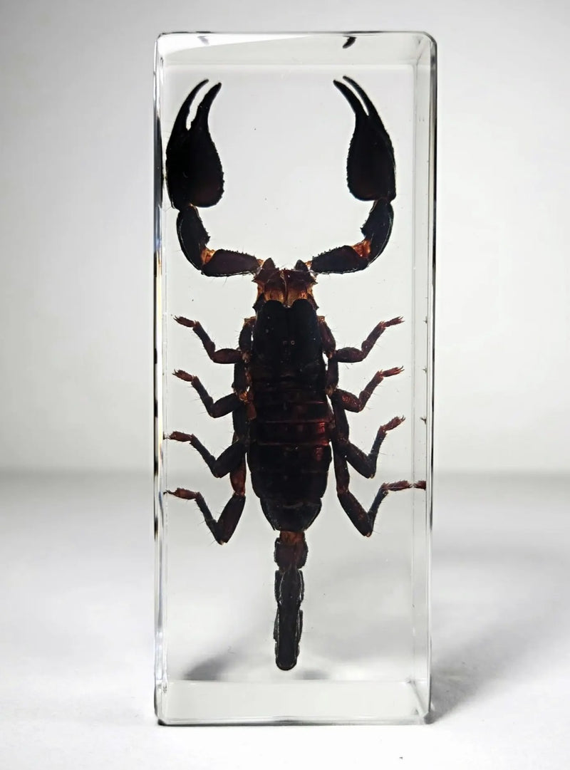 Forest Scorpion in Resin
