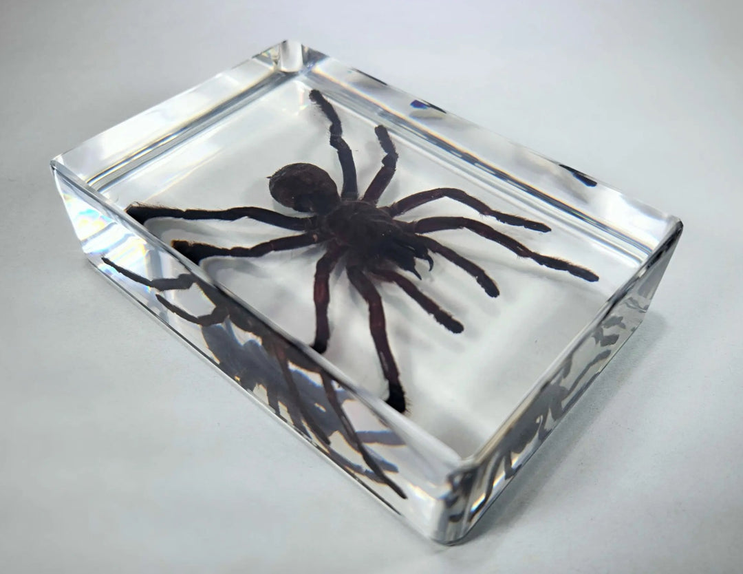 Chinese Bird Spider in Resin