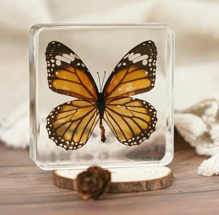 Tiger Butterfly in Resin