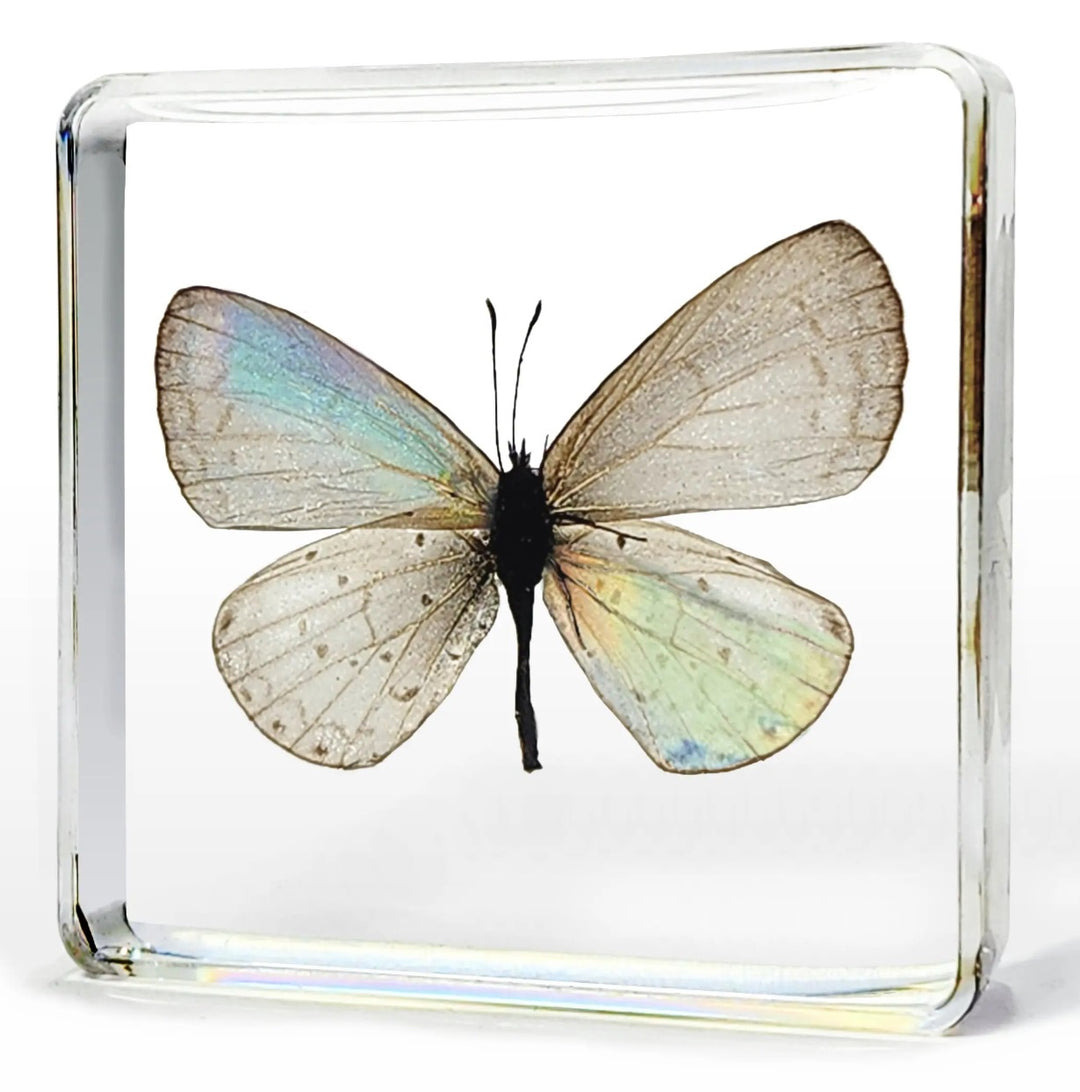 Pale Hedge Butterfly in Resin